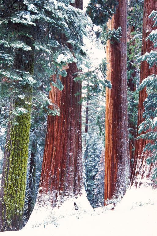 Montecito Sequoia Lodge Wilsonia ภายนอก รูปภาพ