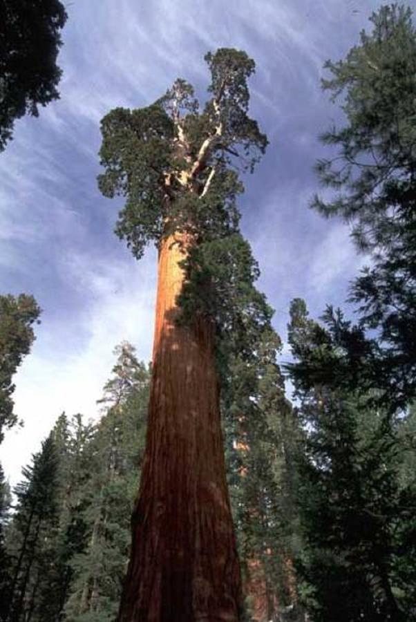 Montecito Sequoia Lodge Wilsonia ภายนอก รูปภาพ